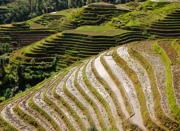 Longsheng dragonback rice terraces tours by Yangshuo Mountain Retreat